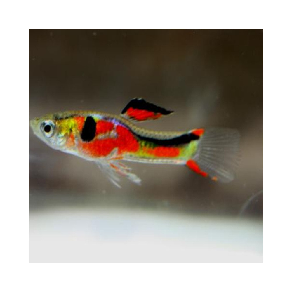 POECILIA WINGEI RED CHEST / COUPLE POECILIA WINGEI RED CHEST / COUPLE