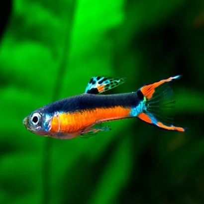 POECILIA WINGEI SANTA MARIA / COUPLE