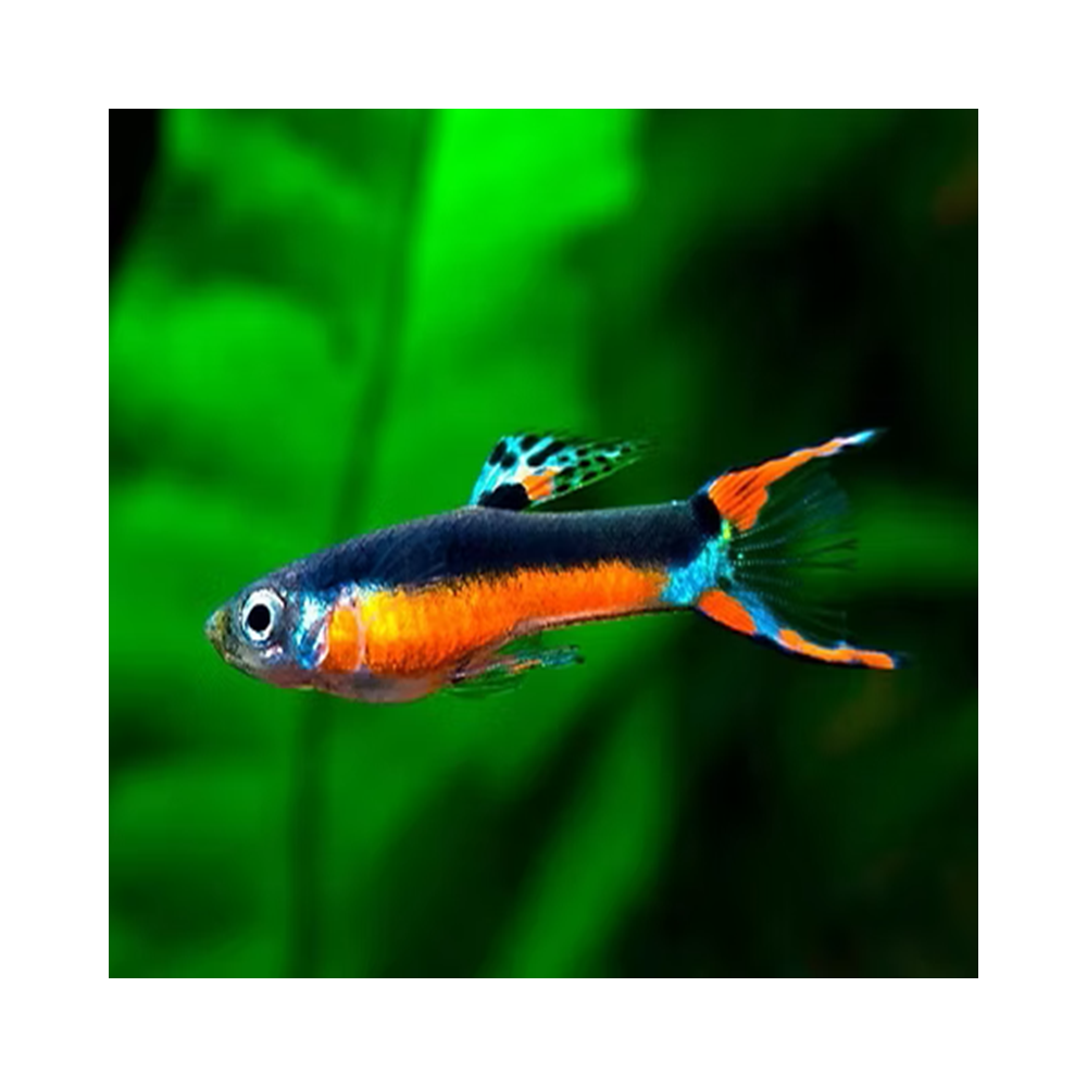 POECILIA WINGEI SANTA MARIA / COUPLE