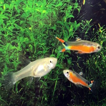 POECILIA WINGEI SANTA MARIA / COUPLE