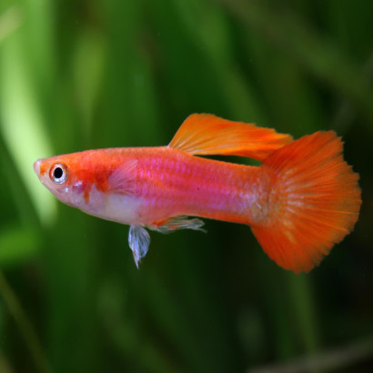 POECILIA RETICULATA GERMAN RED FLASH AA / COUPLE
