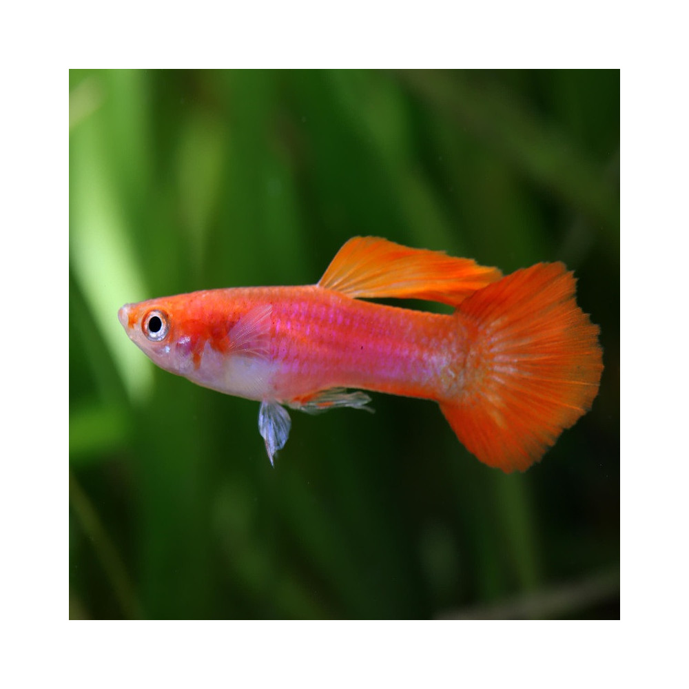 POECILIA RETICULATA GERMAN RED FLASH AA / COUPLE