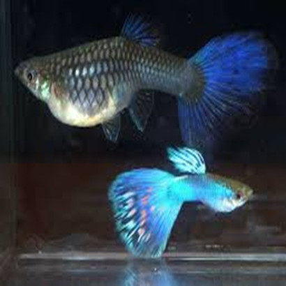 POECILIA RETICULATA SINGA BLUE / COUPLE