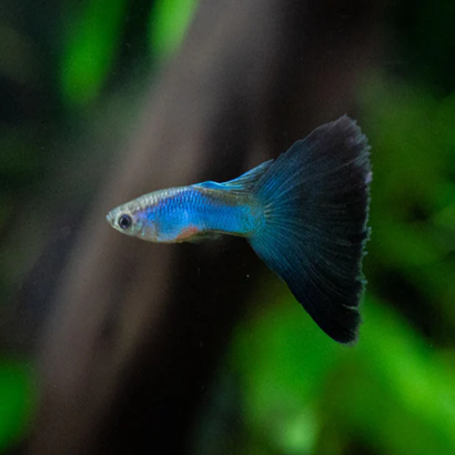 POECILIA RETICULATA SINGA BLUE / COUPLE