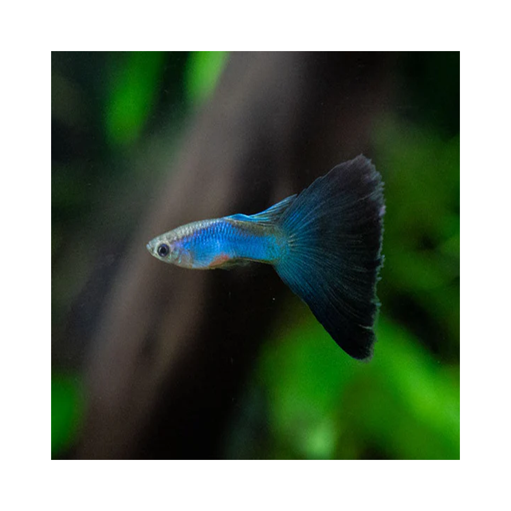 POECILIA RETICULATA SINGA BLUE / COUPLE POECILIA RETICULATA SINGA BLUE / COUPLE