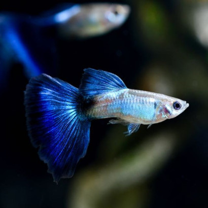 POECILIA RETICULATA BLUE QUEEN / COUPLE