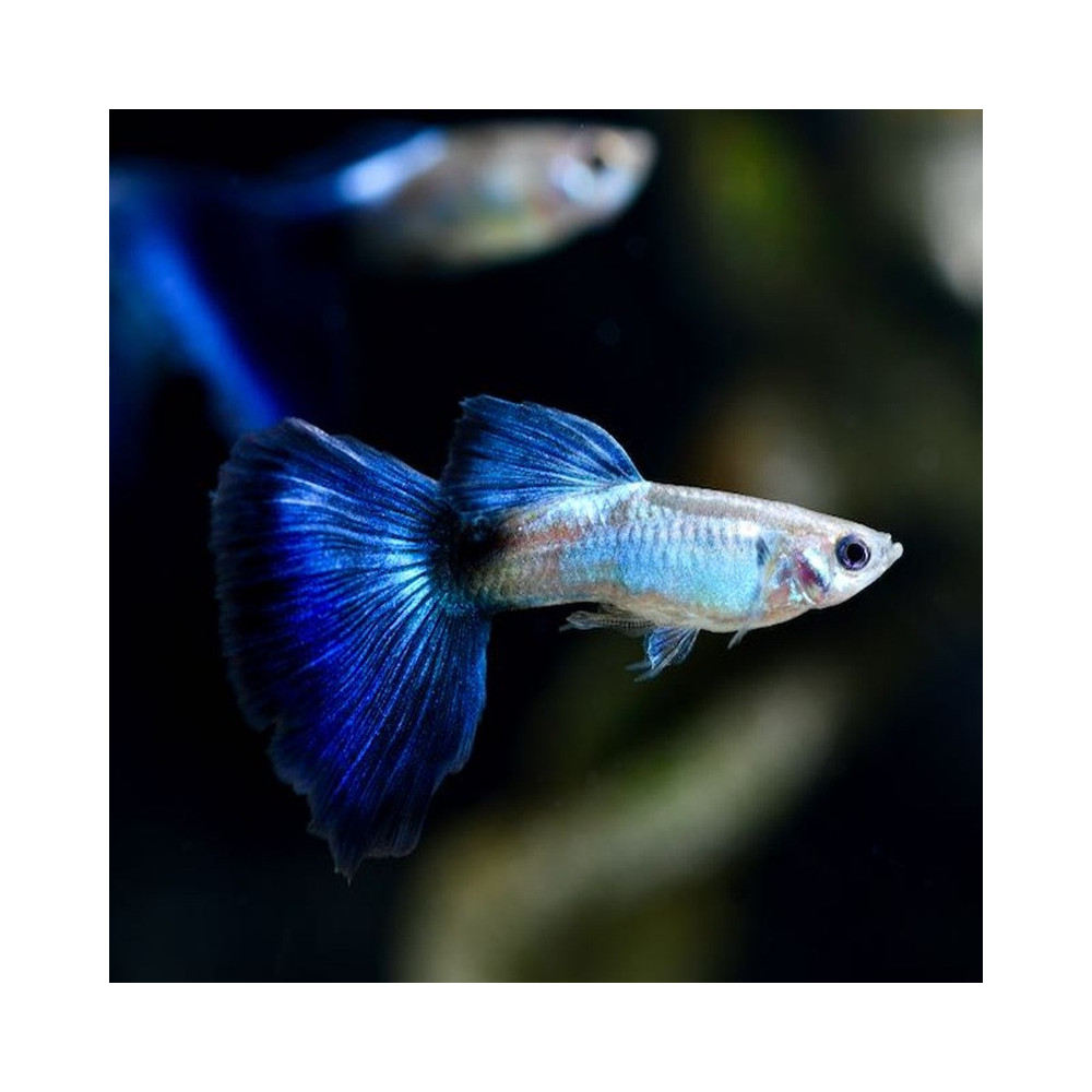 POECILIA RETICULATA BLUE QUEEN / COUPLE POECILIA RETICULATA BLUE QUEEN / COUPLE