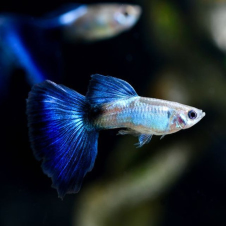 POECILIA RETICULATA BLUE QUEEN / COUPLE