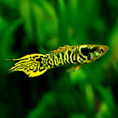 POECILIA ENDLER TIGER / COUPLE