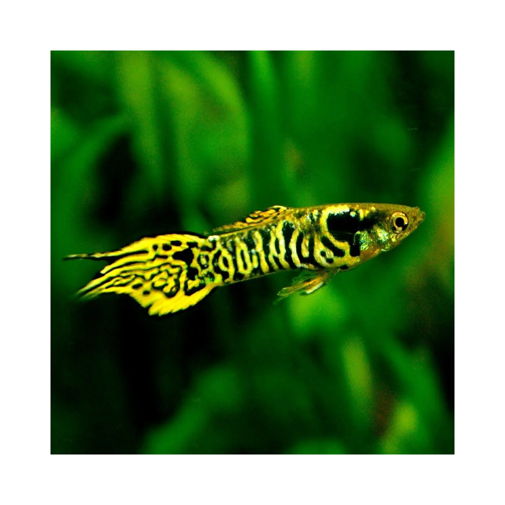 POECILIA ENDLER TIGER / COUPLE POECILIA ENDLER TIGER / COUPLE