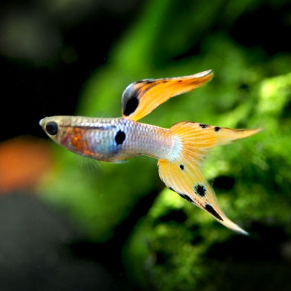 POECILIA ENDLER JAPAN BLUE RED / COUPLE