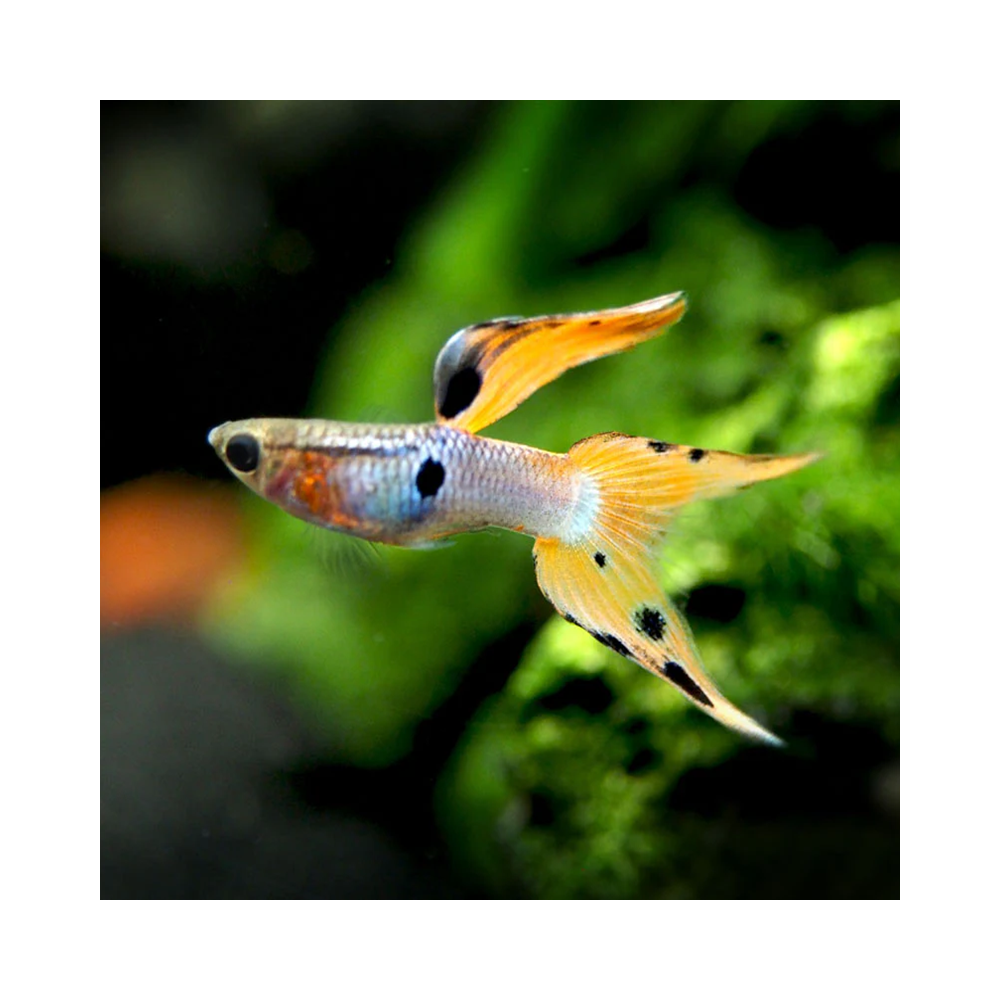 POECILIA ENDLER JAPAN BLUE RED / COUPLE