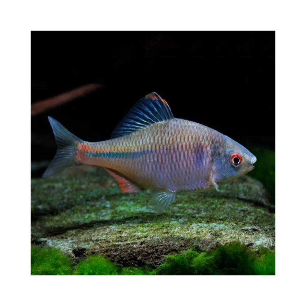 RHODEUS SERICEUS / BOUVIERE 6cms