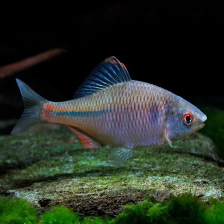 RHODEUS SERICEUS / BOUVIERE 6cms