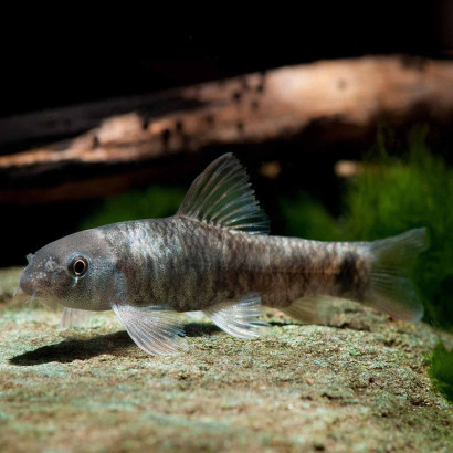 GARRA RUFA / POISSON DOCTEUR