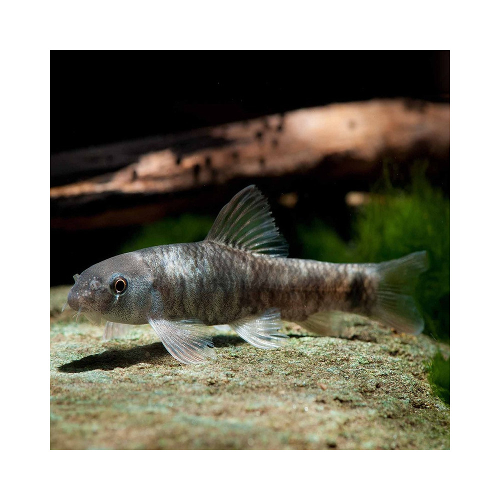 GARRA RUFA / POISSON DOCTEUR 3CMS GARRA RUFA / POISSON DOCTEUR 3CMS