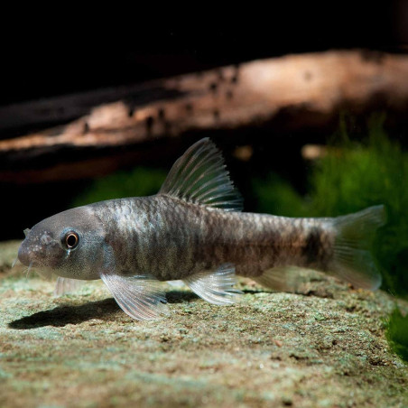 GARRA RUFA / POISSON DOCTEUR