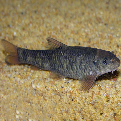 GARRA RUFA / POISSON DOCTEUR 3CMS