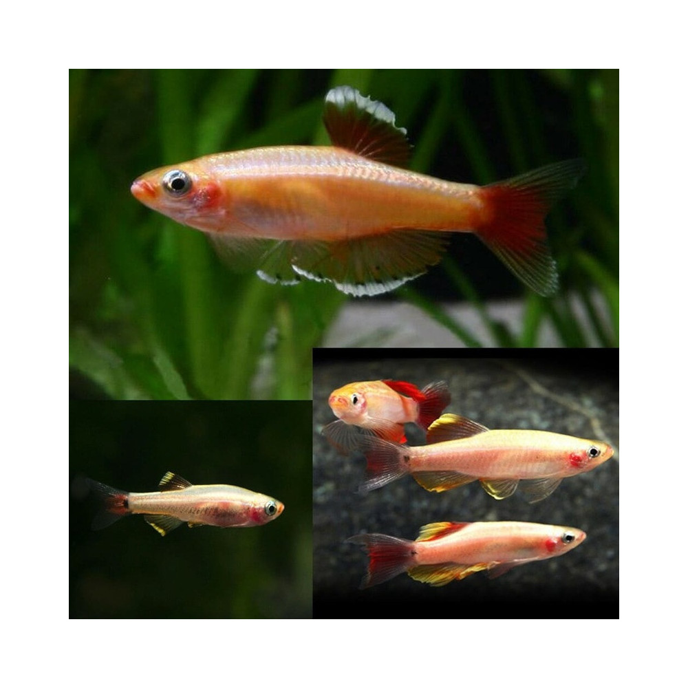 TANICHTHYS ALBONUBES GOLDEN WHITE CLOUD 3cms TANICHTHYS ALBONUBES GOLDEN WHITE CLOUD 3cms