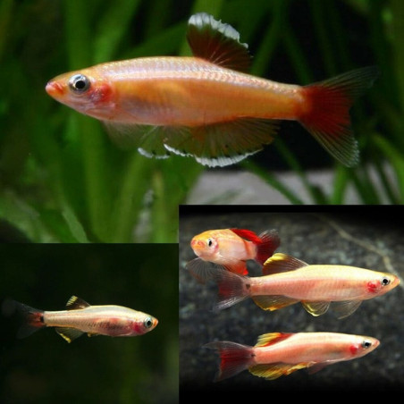 TANICHTHYS ALBONUBES GOLDEN WHITE CLOUD 3cms
