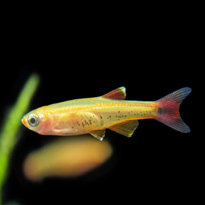 TANICHTHYS ALBONUBES GOLDEN WHITE CLOUD 3cms