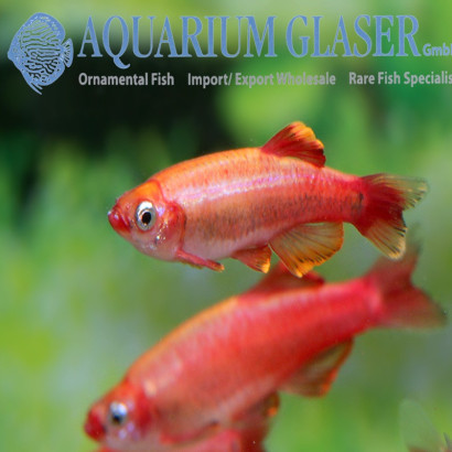 TANICHTHYS ALBONUBES RED GOLD WHITE TOP 3 cms