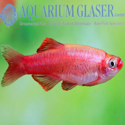 TANICHTHYS ALBONUBES RED GOLD WHITE TOP / VAIRON DE CHINE