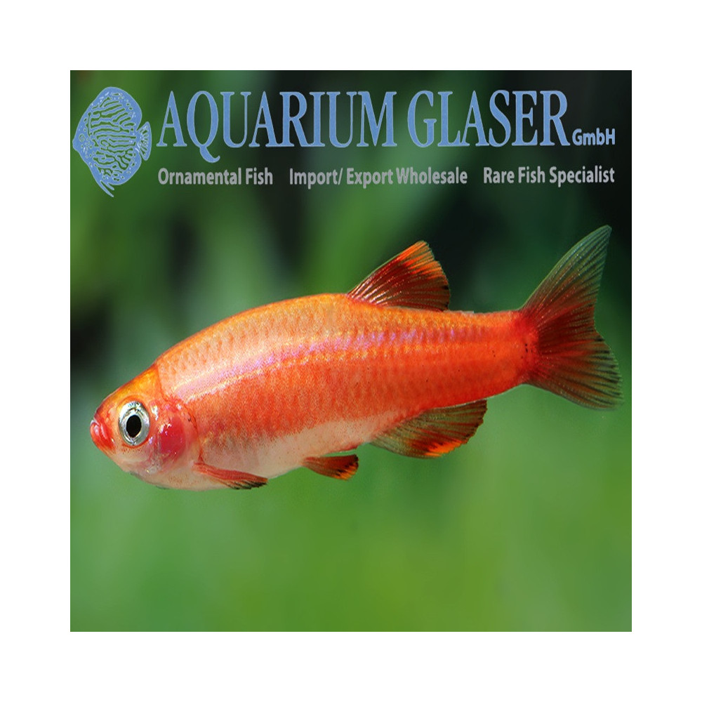 TANICHTHYS ALBONUBES RED GOLD WHITE TOP 3 cms TANICHTHYS ALBONUBES RED GOLD WHITE TOP 3 cms