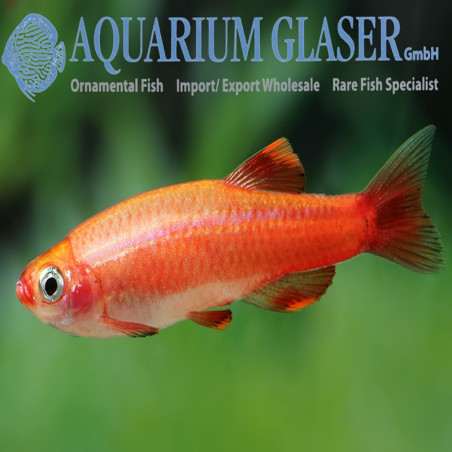 TANICHTHYS ALBONUBES RED GOLD WHITE TOP 3 cms