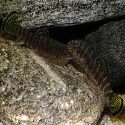 GASTROMYZON VIRIOSUS