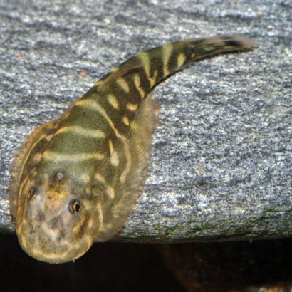 GASTROMYZON ZEBRINUS / LOCHE ZEBREE DE BORNEO