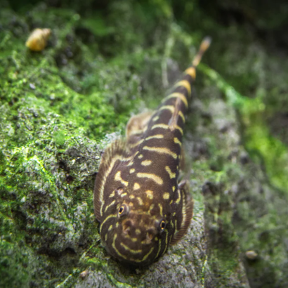 GASTROMYZON ZEBRINUS / LOCHE ZEBREE DE BORNEO