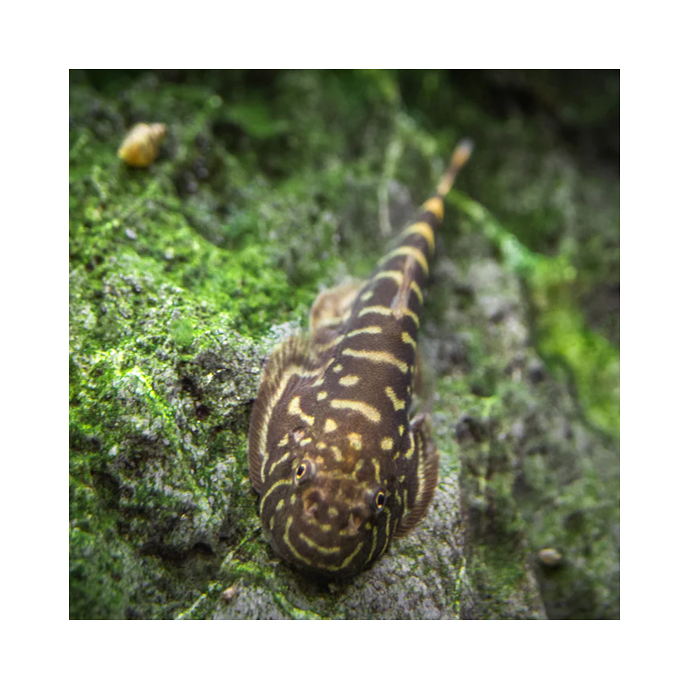 GASTROMYZON ZEBRINUS / LOCHE ZEBREE DE BORNEO GASTROMYZON ZEBRINUS / LOCHE ZEBREE DE BORNEO