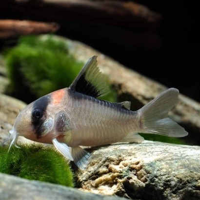 CORYDORAS ADOLFOI
