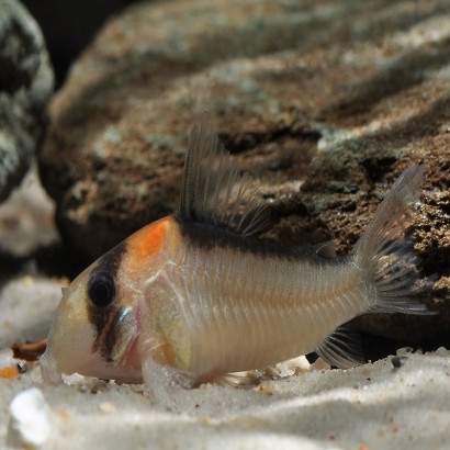 CORYDORAS ADOLFOI
