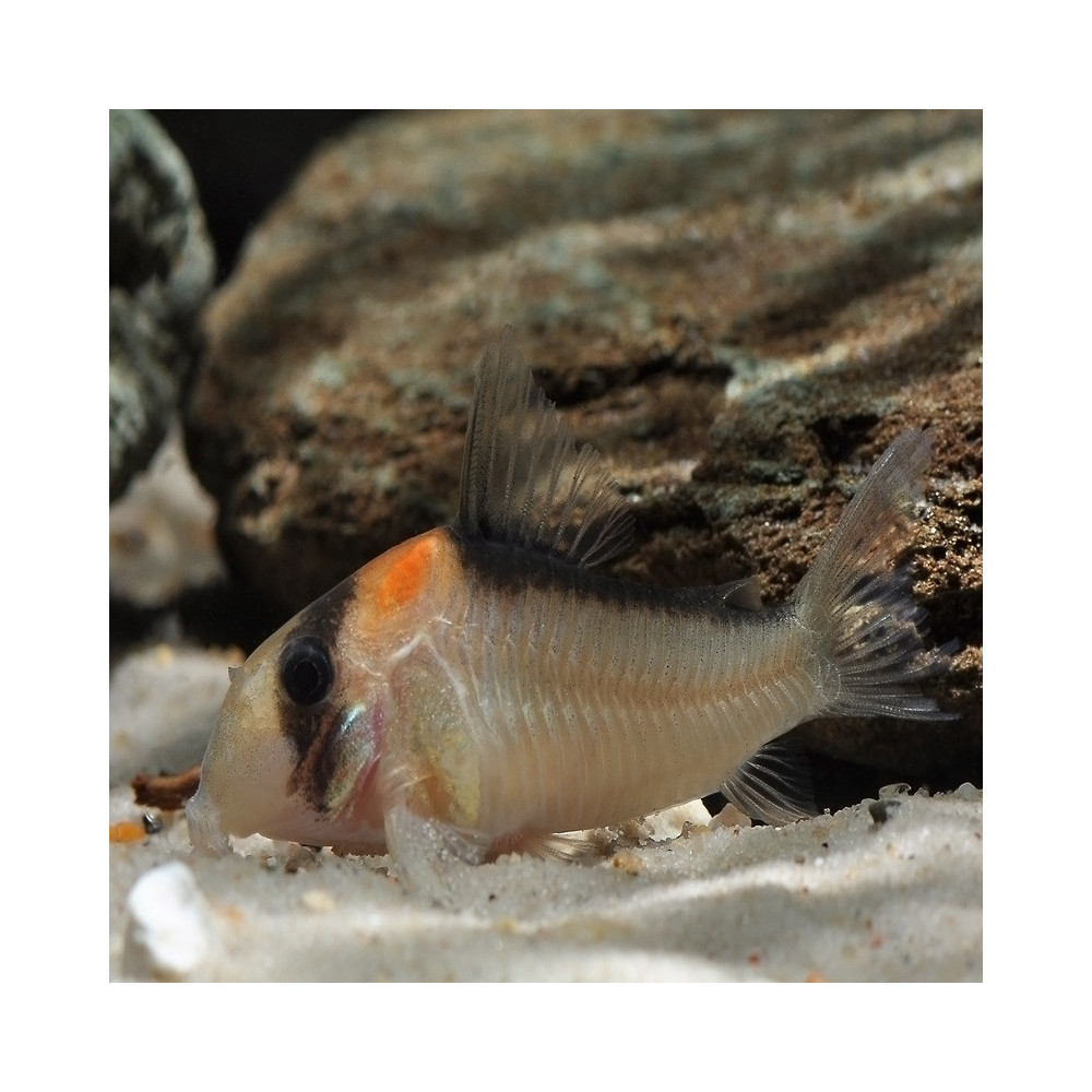 CORYDORAS ADOLFOI CORYDORAS ADOLFOI