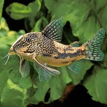 CORYDORAS BARBATUS / SCLEROMYSTAX BARBATUS