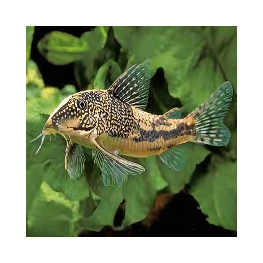 CORYDORAS BARBATUS / SCLEROMYSTAX BARBATUS CORYDORAS BARBATUS / SCLEROMYSTAX BARBATUS
