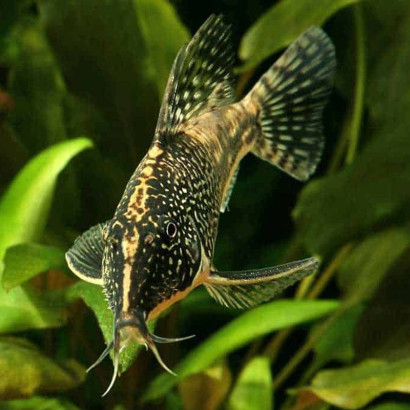 CORYDORAS BARBATUS / SCLEROMYSTAX BARBATUS