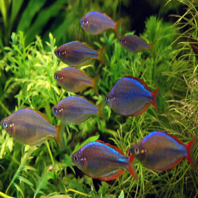 MELANOTAENIA PRAECOX
