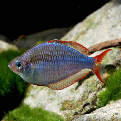 MELANOTAENIA PRAECOX