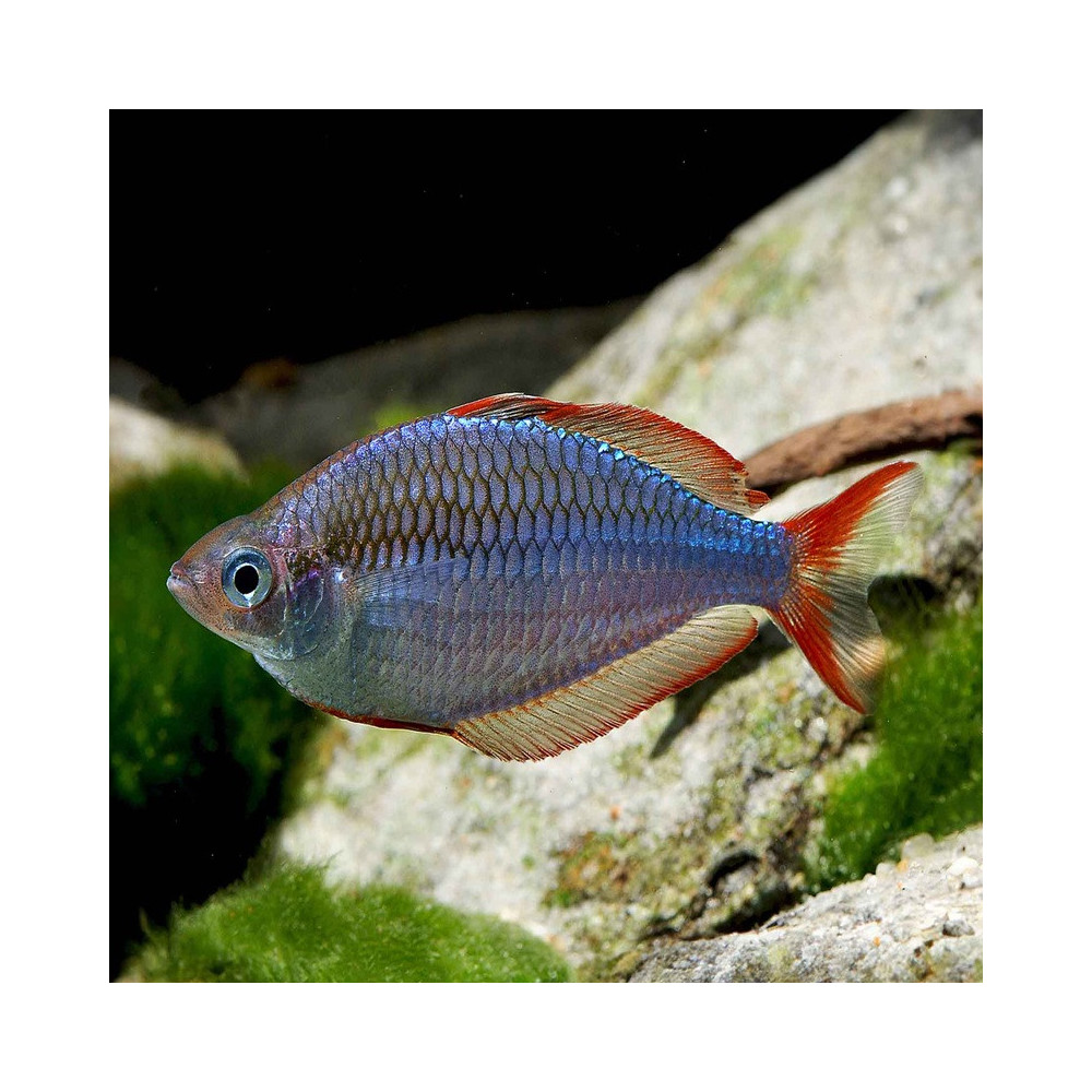 MELANOTAENIA PRAECOX MELANOTAENIA PRAECOX