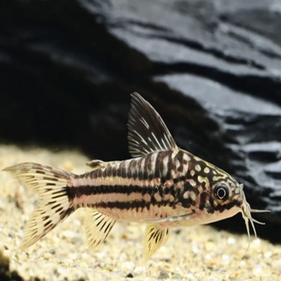 CORYDORAS NAPOENSIS