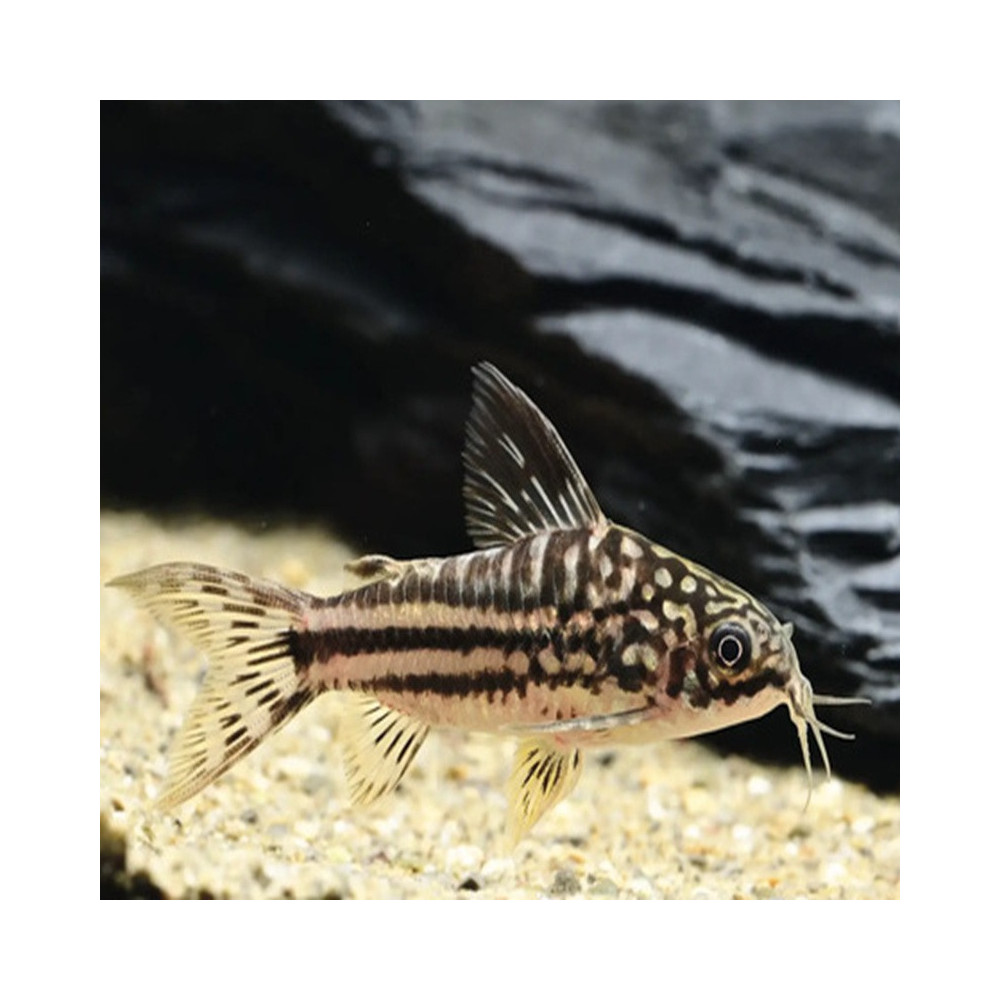 CORYDORAS NAPOENSIS CORYDORAS NAPOENSIS