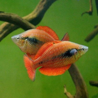 MELANOTAENIA PARVA