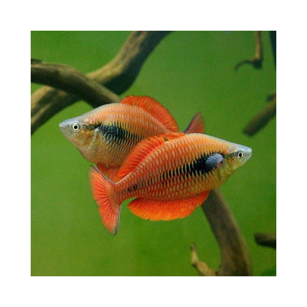 MELANOTAENIA PARVA MELANOTAENIA PARVA