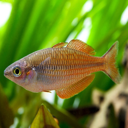 MELANOTAENIA PARVA