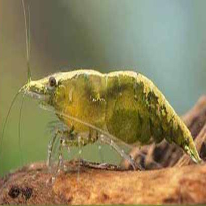 NEOCARIDINA DAVIDI DECLASSEE