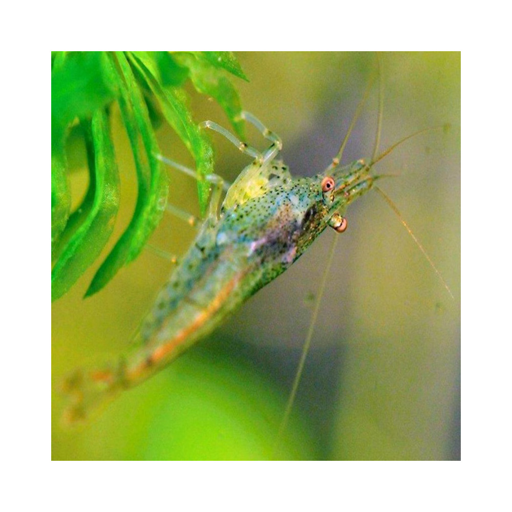 NEOCARIDINA DECLASSEES NEOCARIDINA DECLASSEES