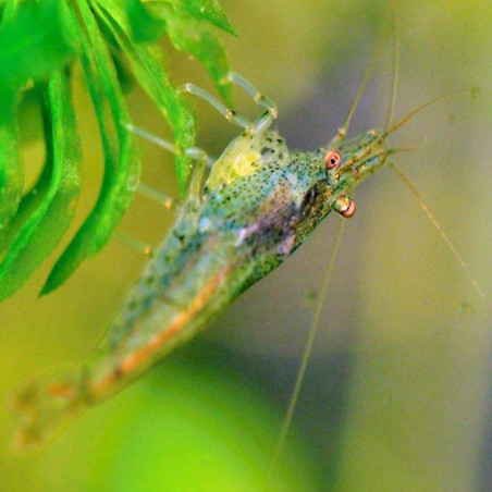 NEOCARIDINA DAVIDI DECLASSEE